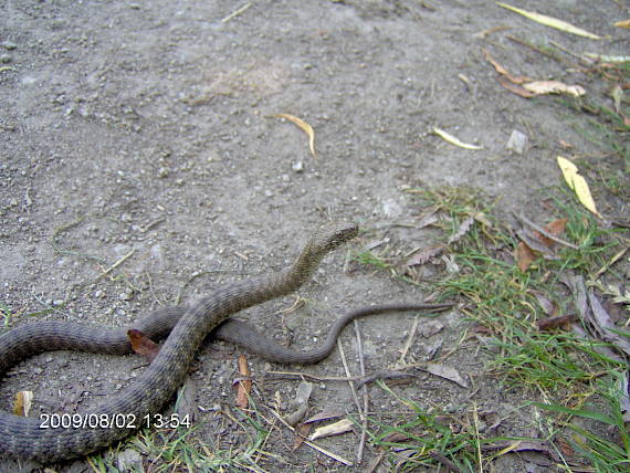 užovka frkana Natrix tesselata