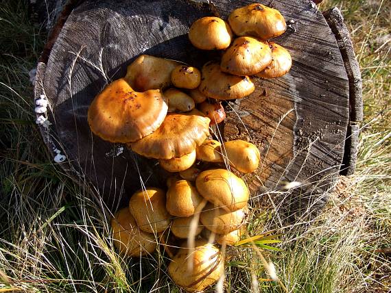 šupinovka slizská Pholiota adiposa (Batsch) P. Kumm.