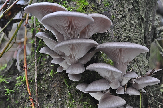 hliva ustricovitá Pleurotus ostreatus (Jacq.) P. Kumm.