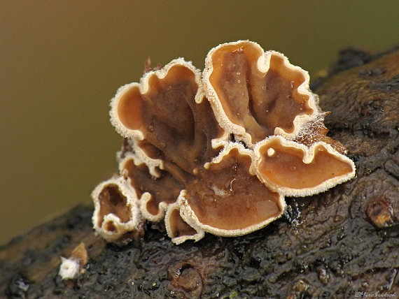 škľabka plstnatá Schizophyllum amplum (Lév.) Nakasone