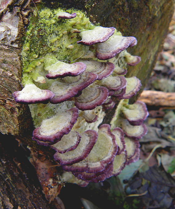 ryhovec želatinovitý Trichaptum biforme (Fr.) Ryvarden