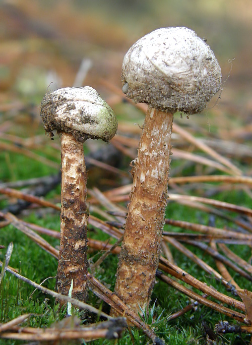 stopkovec vláknitý Tulostoma fimbriatum Fr.