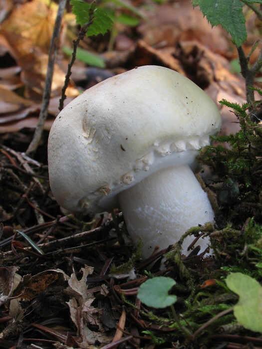 pečiarka ovčia Agaricus arvensis Schaeff.