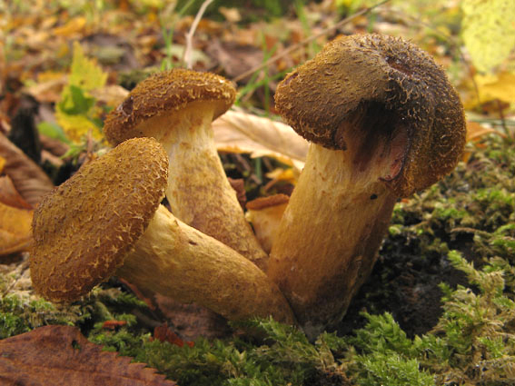 podpňovka obyčajná Armillaria mellea (Vahl) P. Kumm.