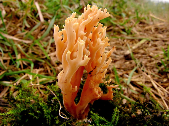 konárovka Clavulina sp.