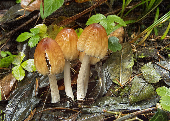 hnojník ligotavý Coprinellus micaceus (Bull.) Vilgalys, Hopple & Jacq. Johnson