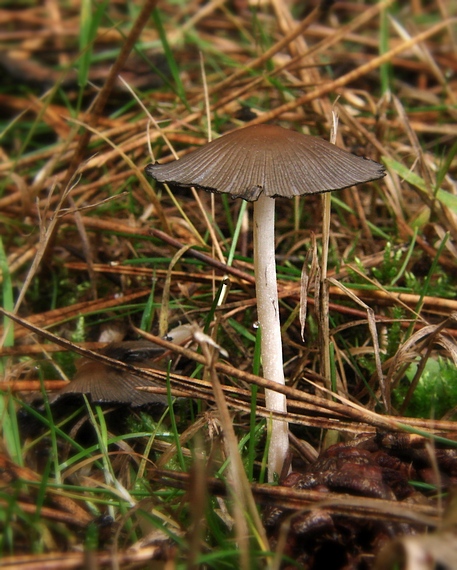 hnojník Coprinus sp.