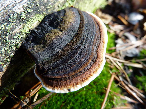 práchnovček pásikavý Fomitopsis pinicola (Sw.) P. Karst.