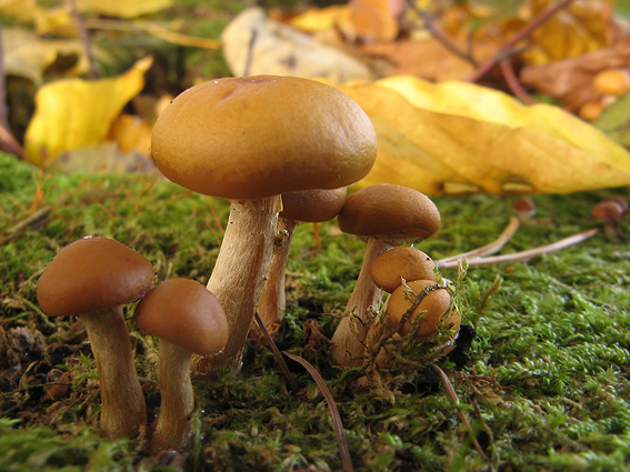 kapucňovka okrovohnedastá Galerina marginata (Batsch) Kühner