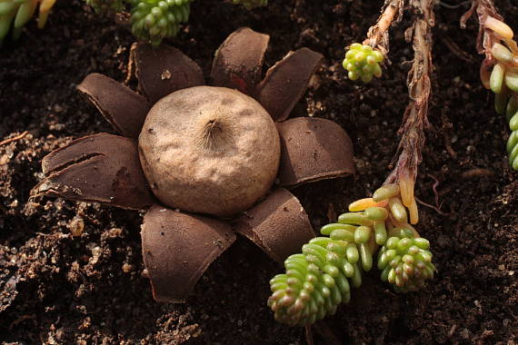 hviezdovka bradavičnatá Geastrum corollinum (Batsch) Hollós