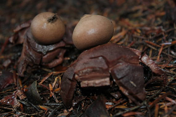 hviezdovka Geastrum sp.