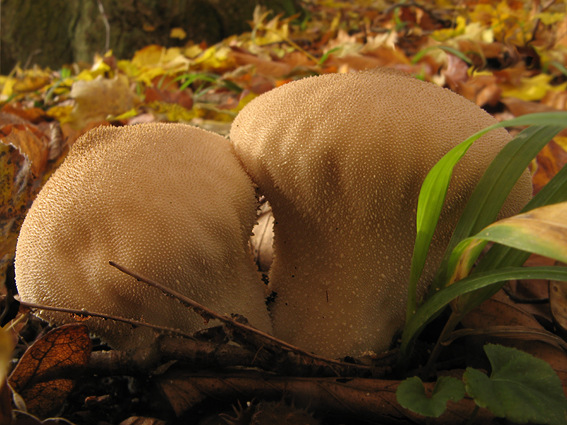 rozpadavec stopkatý Lycoperdon excipuliforme (Scop.) Pers.