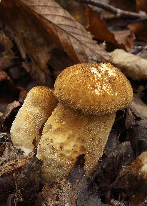 prášnica Lycoperdon sp.