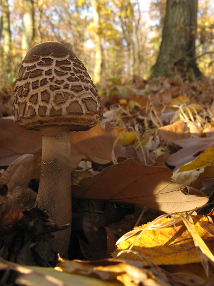 bedľa vysoká Macrolepiota procera (Scop.) Singer