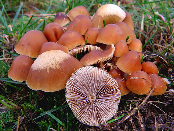 drobuľka okrovohnedá  Psathyrella fatua  (Fr.) P. Kumm