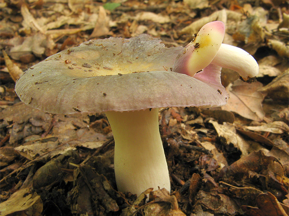 plávka modrastá Russula cyanoxantha (Schaeff.) Fr.