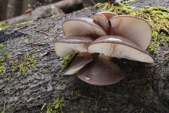 pňovka neskorá Sarcomyxa serotina (Pers.) P. Karst.