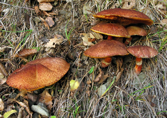 masliak duglaskový Suillus lakei (Murrill) A.H. Sm. & Thiers