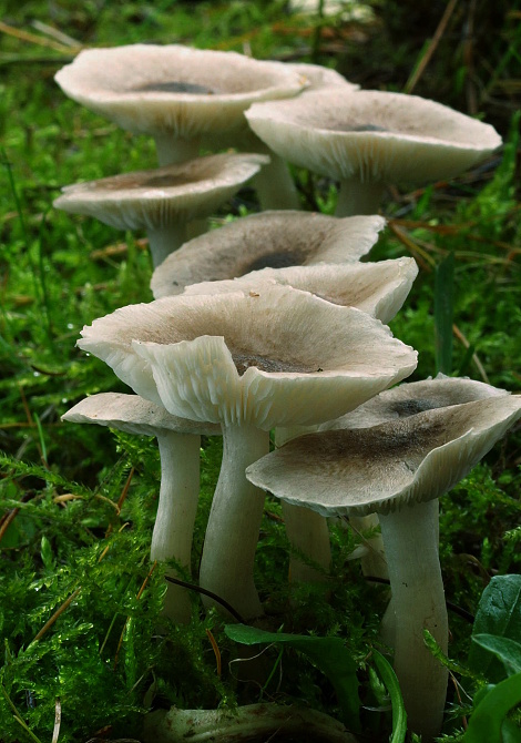 čírovka zemná Tricholoma terreum (Schaeff.) P. Kumm.