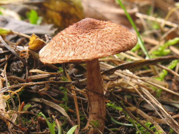 čírovka škridlicovitá Tricholoma vaccinum (Schaeff.) P. Kumm.