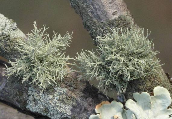 bradatec srstnatý Usnea hirta (L.) Weber ex Wigg.