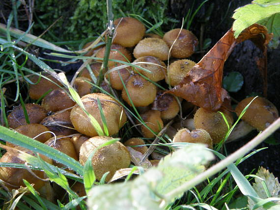 podpňovka Armillaria sp.