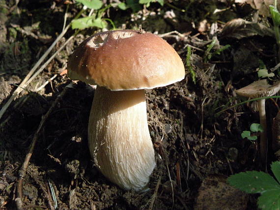 hríb smrekový Boletus edulis Bull.