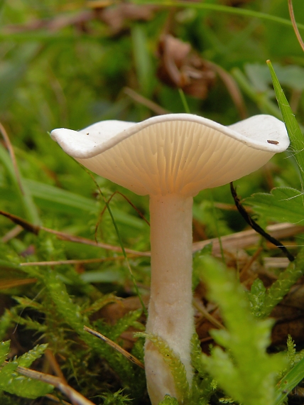 strmuľka Clitocybe sp.