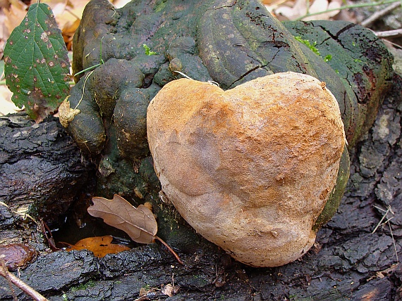 ohňovec mohutný Fomitiporia robusta (P. Karst.) Fiasson & Niemelä