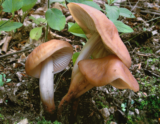 peniazovka vretenohlúbiková Gymnopus fusipes (Bull.) Gray