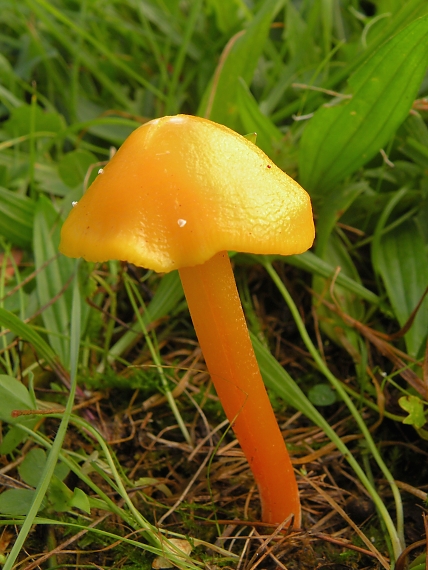 lúčnica  Hygrocybe sp.