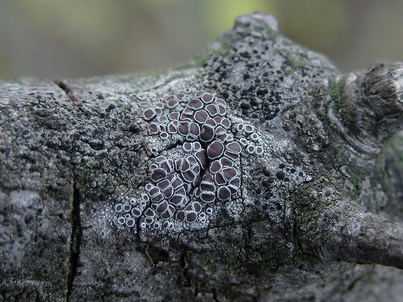 lekanora striebristá  Lecanora argentata (Ach.) Malme