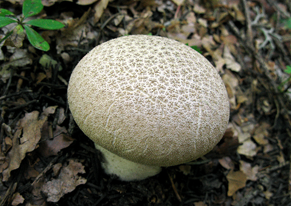 rozpadavec stopkatý Lycoperdon excipuliforme (Scop.) Pers.