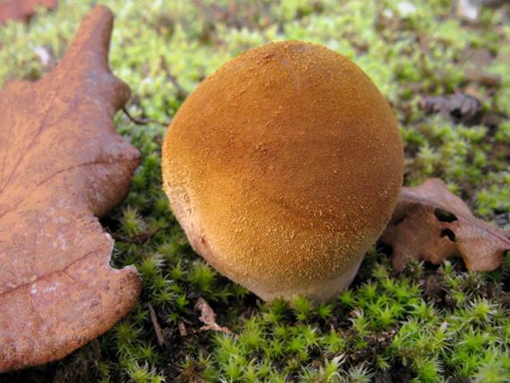 prášnica Lycoperdon sp.