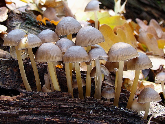 prilbička Mycena sp.