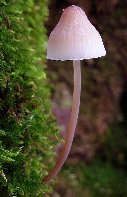 prilbička Mycena sp.