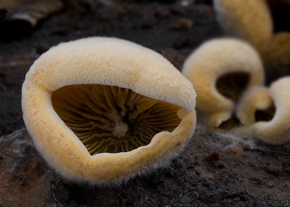 hlivník hniezdovitý Phyllotopsis nidulans (Pers.) Singer