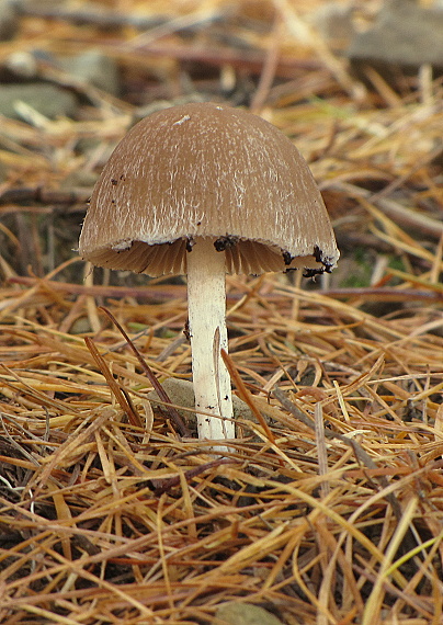 drobuľka Psathyrella sp.