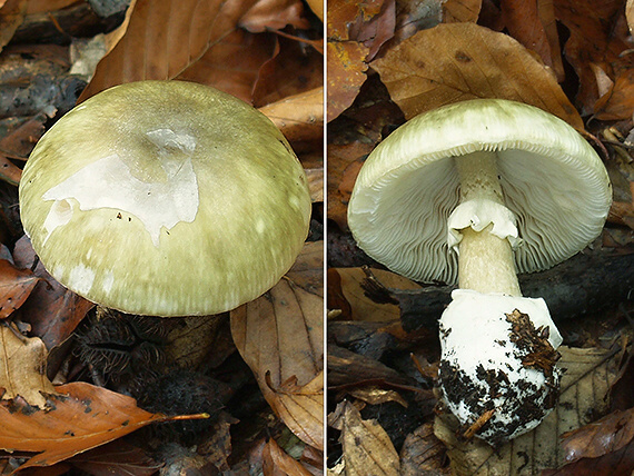 muchotrávka zelená Amanita phalloides (Vaill. ex Fr.) Link