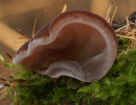 uchovec bazový Auricularia auricula-judae (Bull.) Quél.