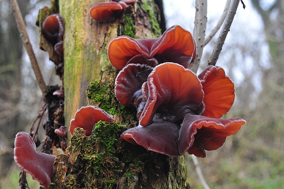 uchovec bazový Auricularia auricula-judae (Bull.) Quél.