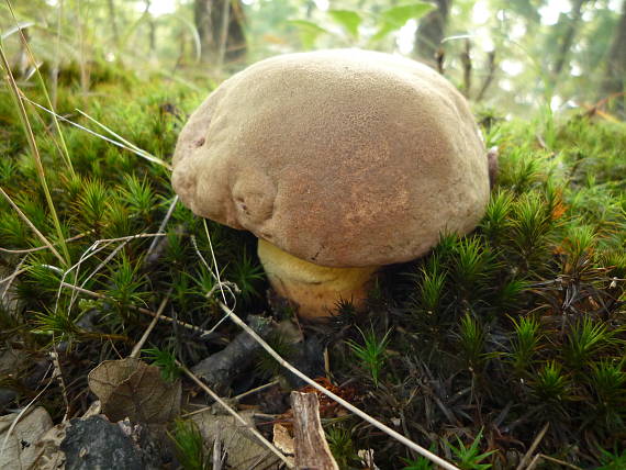 hríb príveskatý Butyriboletus appendiculatus (Schaeff. ex Fr.) Secr.