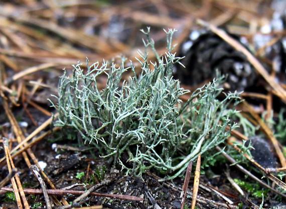 dutohlávka lesná Cladonia arbuscula subsp. arbuscula (Wallr.) Flot.