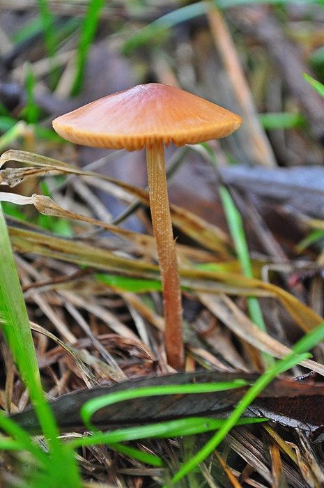 kapucňovec Conocybe sp.