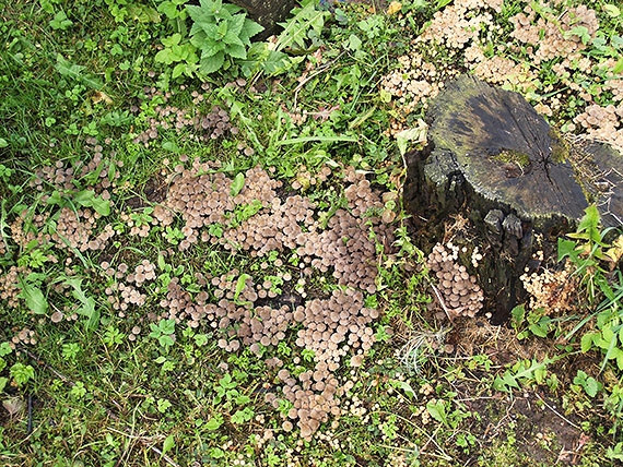 hnojník rozsiaty Coprinellus disseminatus (Pers.) J.E. Lange