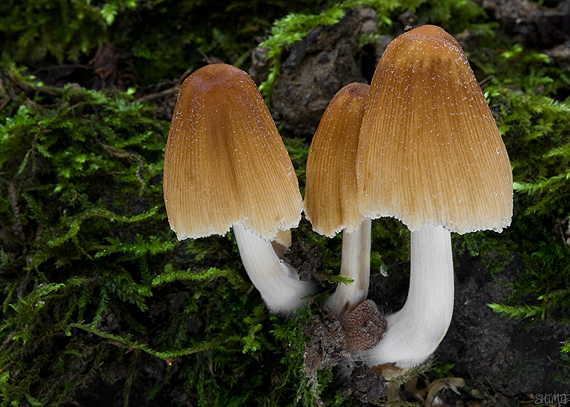 hnojník ligotavý Coprinellus micaceus (Bull.) Vilgalys, Hopple & Jacq. Johnson