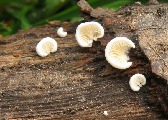 pahliva Crepidotus sp.