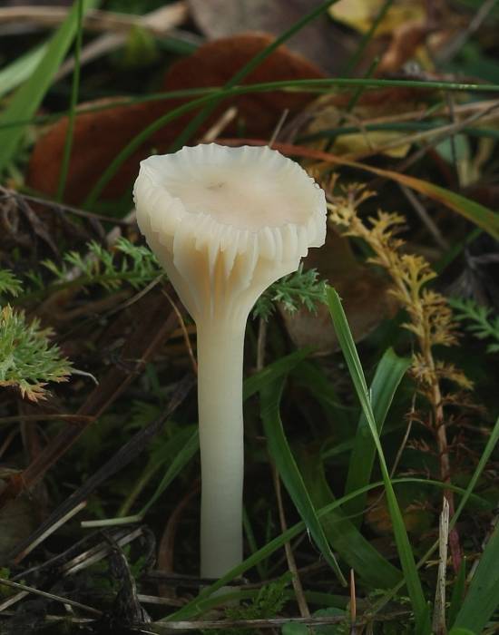 lúčnica snehobiela Cuphophyllus virgineus (Wulfen) Kovalenko