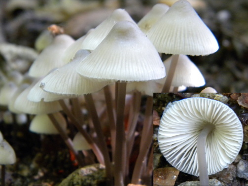 prilbička Mycena sp.