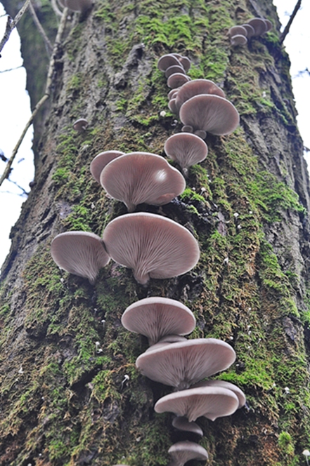 hliva ustricovitá Pleurotus ostreatus (Jacq.) P. Kumm.